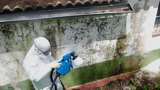 Mold Remediation service in North Arlington, North Arlington, NJ